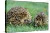 Hedgehogs Mother and Young in Grass-null-Stretched Canvas