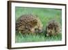 Hedgehogs Mother and Young in Grass-null-Framed Photographic Print