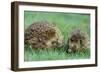 Hedgehogs Mother and Young in Grass-null-Framed Photographic Print