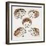 Hedgehogs-Cat Coquillette-Framed Giclee Print