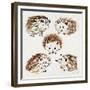 Hedgehogs-Cat Coquillette-Framed Giclee Print