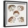 Hedgehogs-Cat Coquillette-Framed Giclee Print