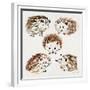 Hedgehogs-Cat Coquillette-Framed Giclee Print