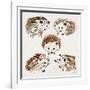 Hedgehogs-Cat Coquillette-Framed Giclee Print