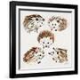 Hedgehogs-Cat Coquillette-Framed Giclee Print