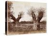 Hedgerow Tree, 1852-Benjamin Brecknell Turner-Stretched Canvas