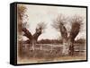 Hedgerow Tree, 1852-Benjamin Brecknell Turner-Framed Stretched Canvas
