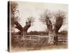 Hedgerow Tree, 1852-Benjamin Brecknell Turner-Stretched Canvas