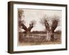 Hedgerow Tree, 1852-Benjamin Brecknell Turner-Framed Giclee Print