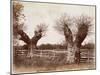 Hedgerow Tree, 1852-Benjamin Brecknell Turner-Mounted Giclee Print