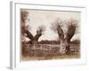 Hedgerow Tree, 1852-Benjamin Brecknell Turner-Framed Giclee Print