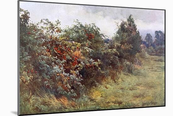 Hedgerow with Berries-Berenger Benger-Mounted Art Print