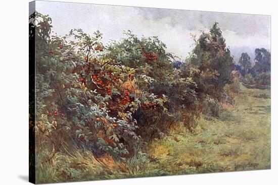 Hedgerow with Berries-Berenger Benger-Stretched Canvas