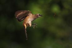 How to Eat Raw Worm-Hedianto Hs-Framed Photographic Print