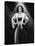 Hedy Lamarr-null-Stretched Canvas