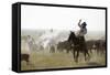 Heeler-Dan Ballard-Framed Stretched Canvas