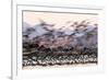 Heermann' gull breeding colony restless due to Peregrine falcons-Claudio Contreras-Framed Photographic Print