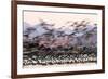 Heermann' gull breeding colony restless due to Peregrine falcons-Claudio Contreras-Framed Photographic Print