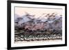 Heermann' gull breeding colony restless due to Peregrine falcons-Claudio Contreras-Framed Photographic Print