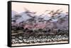 Heermann' gull breeding colony restless due to Peregrine falcons-Claudio Contreras-Framed Stretched Canvas