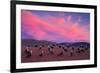 Heermann's gulls choosing and protecting nesting site, Mexico-Claudio Contreras-Framed Photographic Print