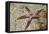 Heffernan's Sea Star-Hal Beral-Framed Stretched Canvas