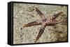 Heffernan's Sea Star-Hal Beral-Framed Stretched Canvas