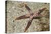 Heffernan's Sea Star-Hal Beral-Stretched Canvas