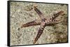 Heffernan's Sea Star-Hal Beral-Framed Stretched Canvas