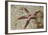 Heffernan's Sea Star-Hal Beral-Framed Photographic Print