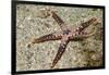 Heffernan's Sea Star-Hal Beral-Framed Photographic Print