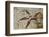 Heffernan's Sea Star-Hal Beral-Framed Photographic Print