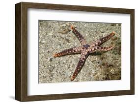 Heffernan's Sea Star-Hal Beral-Framed Photographic Print