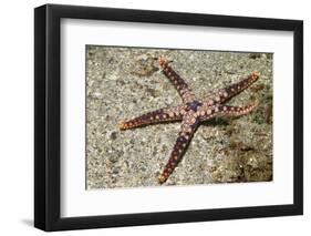 Heffernan's Sea Star-Hal Beral-Framed Photographic Print