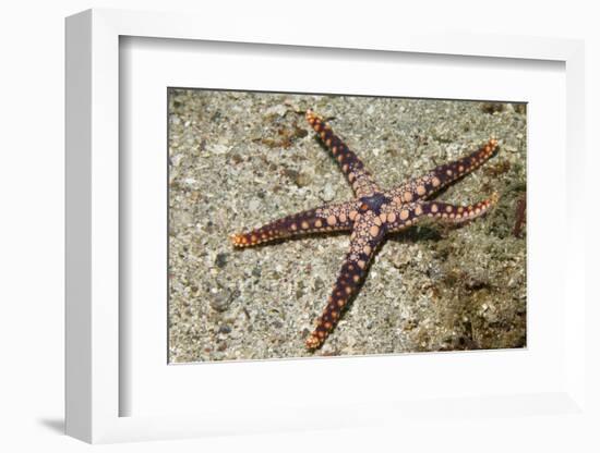 Heffernan's Sea Star-Hal Beral-Framed Photographic Print