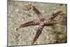 Heffernan's Sea Star-Hal Beral-Mounted Photographic Print