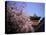 Heian Shrine, Kyoto, Japan-null-Stretched Canvas