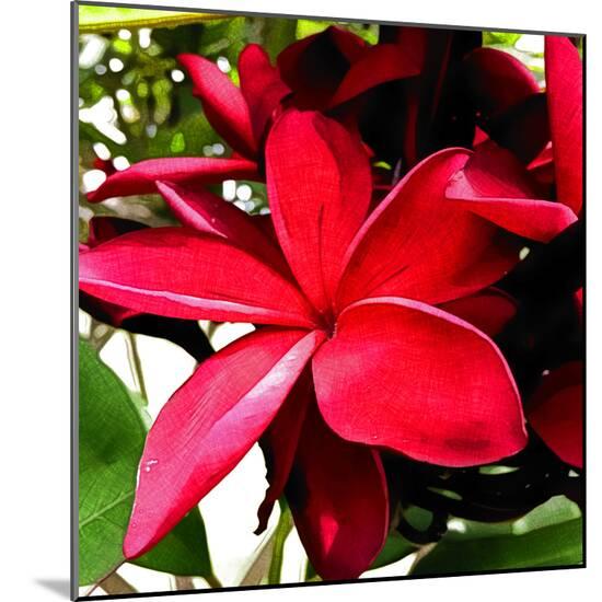 Photo, , large