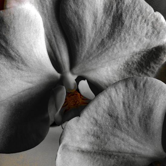 Photo, , large