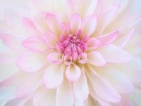 A soft touch of summer-Heidi Westum-Photographic Print