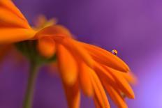 Calendula`s drop-Heidi Westum-Photographic Print