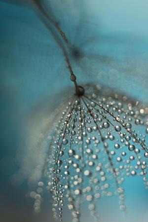 Seed and drops