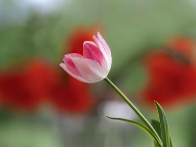 The little tulip