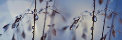 Lavender and leaves-Heidi Westum-Photographic Print