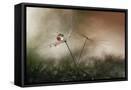 Framed Canvas