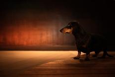 The Dog in the Gas Station-Heike Willers-Photographic Print