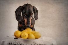 The Dog in the Gas Station-Heike Willers-Photographic Print