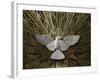 Heiliggeistkirche Church Holy Spirit Dove by Joseph Plecnik, Vienna, Austria, Europe-Godong-Framed Photographic Print