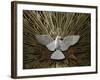 Heiliggeistkirche Church Holy Spirit Dove by Joseph Plecnik, Vienna, Austria, Europe-Godong-Framed Photographic Print