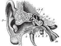 Human Ear Anatomy / Vintage Illustrations from Die Frau Als Hausarztin 1911-Hein Nouwens-Art Print